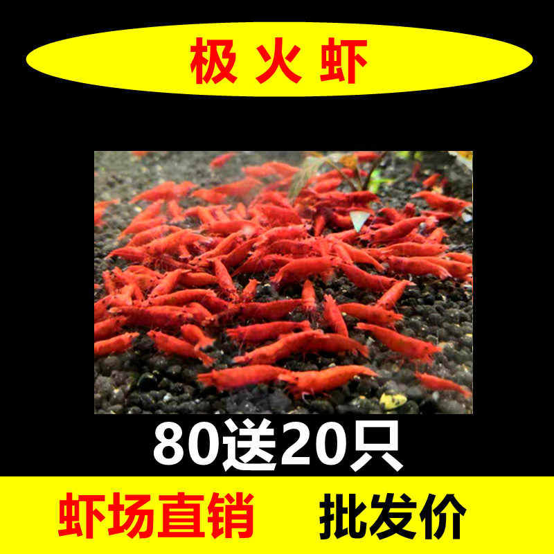 樱花极火虾观赏虾淡水晶虾集火红琉璃除藻虾清洁宠物虾七彩小米虾