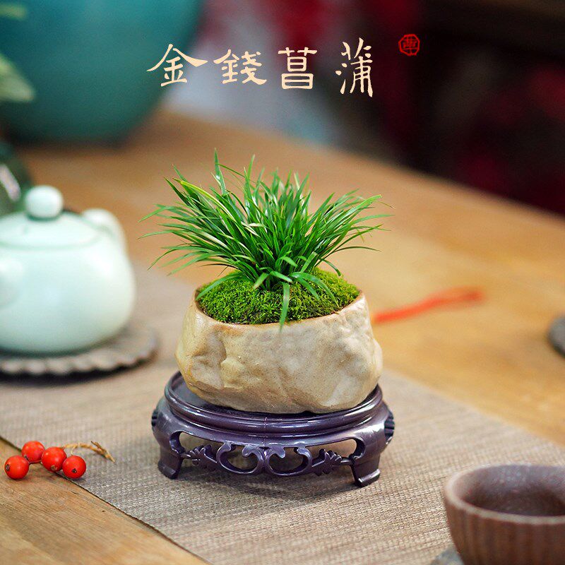 金钱菖蒲草金钱草随手香茶室茶台文房室内耐阴好养桌面绿植盆栽花