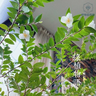 美男树水养鲜切植物枝条水培客厅真树枝绿植盆栽吊X钟马醉木顺丰