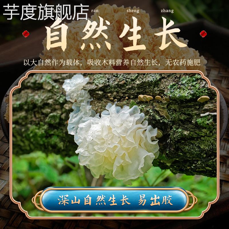 有机椴木小银耳干货特级野生糯耳羹出胶雪耳古田白木耳丑耳无硫