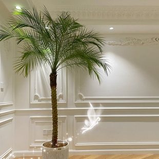 针葵盆栽树苗大型绿植物室内客厅办公室椰子棕榈好养网红轻奢盆景