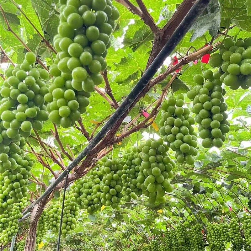 特大阳光玫瑰蓝宝石葡萄苗葡萄果树苗爬藤嫁接苗葡萄树苖当年结果,鲜花速递/花卉仿真/绿植园艺,造型盆景,淘宝优惠券,粉丝福利购,淘宝优惠卷