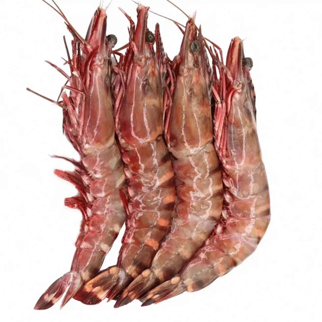 进口高品质活冻超大虾类大虾生鲜 红虎虾【500g/箱】 1箱【两只】