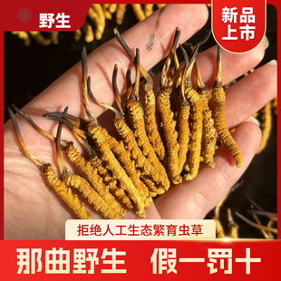 礼盒装 甄选品质 冬虫夏草 正宗西藏那曲野生虫草2025年新干草正品