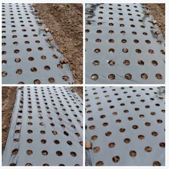 葱膜带孔 地膜 黑膜 银黑膜8孔-12孔 小葱孔膜 蔬菜膜 打孔地膜,3C数码配件,摄像机配件,淘宝优惠券,粉丝福利购,淘宝优惠卷