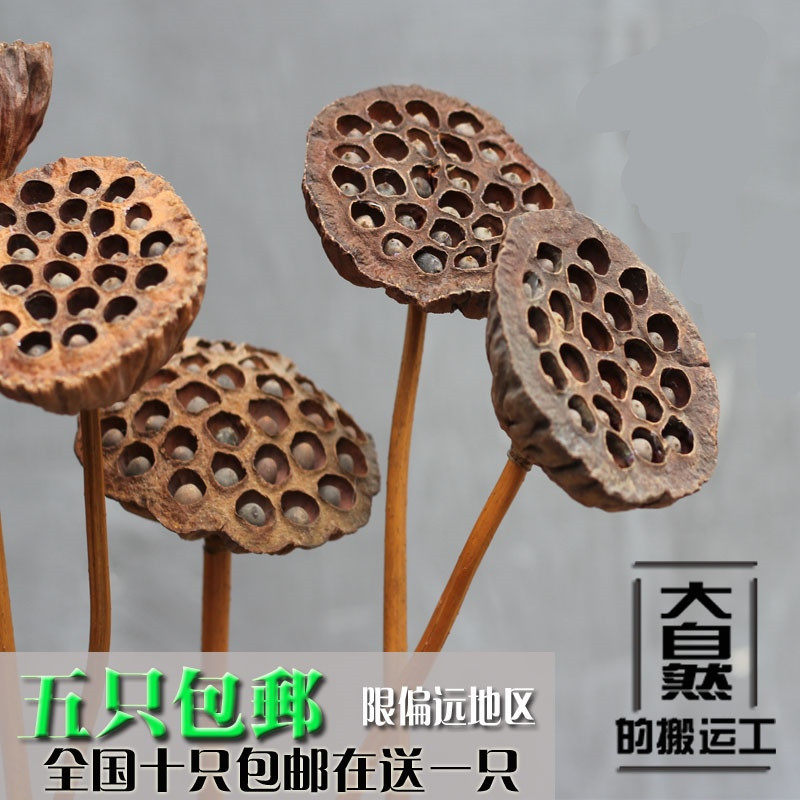 原生态落地高枝干花真杆干莲蓬带莲子荷花莲藕禅意装饰品拍摄道具