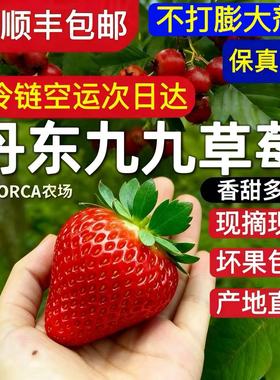 丹东九九草莓新鲜香甜多汁空运坏果包赔检测报告无膨大剂农药