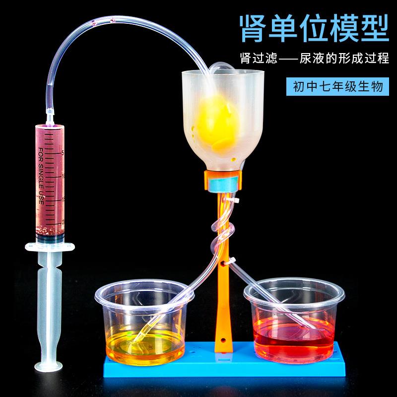 科学小实验diy肾单位模型肾过滤科技小制作初中模拟尿液形成过程