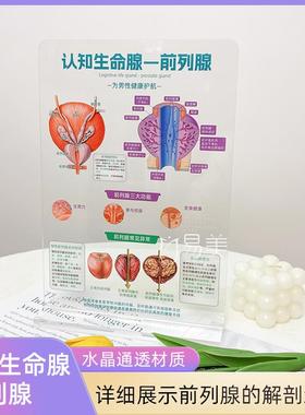 亚克力前列腺模型美容院健康教育工具专业展示高档耐用服务营销品