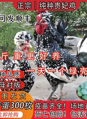 一斤纯种贵妃鸡苗宫廷贵妇鸡小鸡活苗半大青年鸡贵妃鸡活苗脱温苗