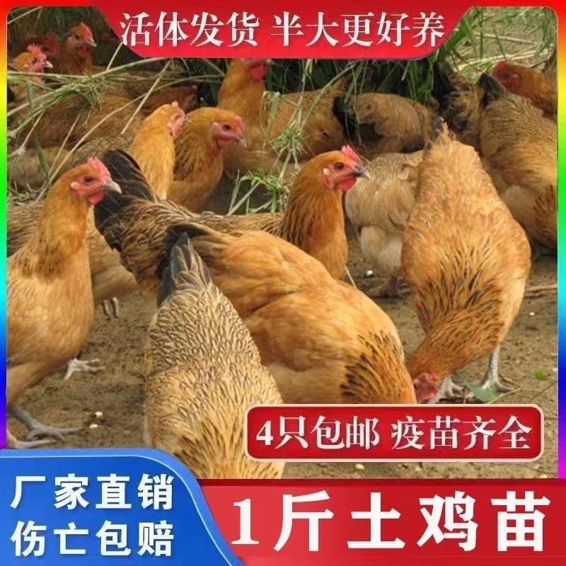 一斤纯种土鸡活苗苏北柴笨