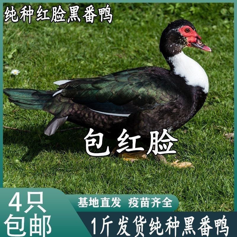 黑番鸭苗活体正宗大种红脸番鸭苗鸳鸯鸭非洲雁西洋鸭滕鸭苗火鸭子