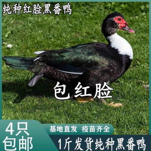 黑番鸭苗活体正宗大种红脸番鸭苗鸳鸯鸭非洲雁西洋鸭滕鸭苗火鸭子