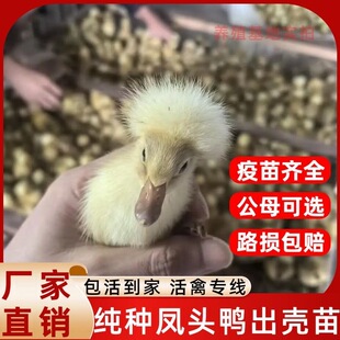 正宗纯种凤头鸭活苗鸭苗观赏鸭宠物鸭网红鸭凤头鸭正品