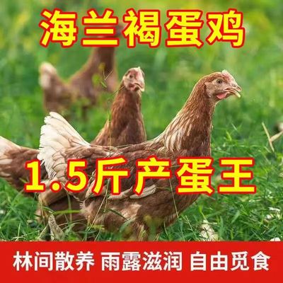 1.5斤正宗海兰褐鸡苗脱温鸡