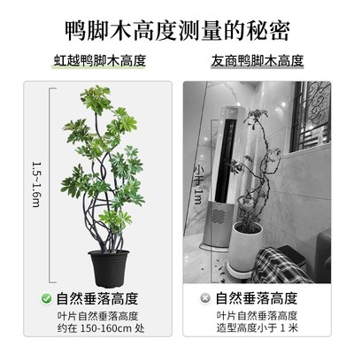鸭脚木黑布款老桩造型绿植室内大型植物盆栽鸭掌木客厅办公室盆景