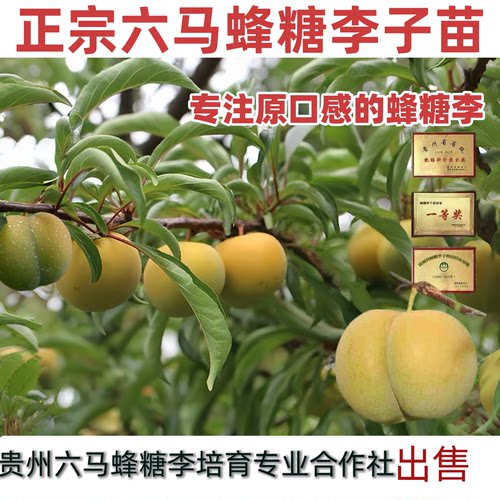 一代嫁接蜂糖李树苗包活当年挂果