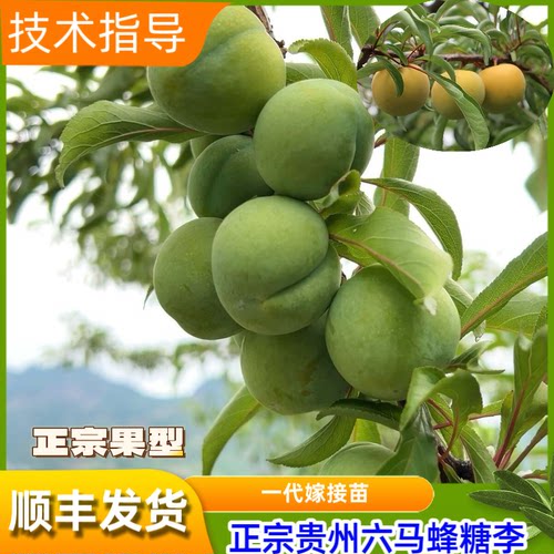 蜂糖李挂果树贵州六马蜂糖李子树苗嫁接苗特大苗原产地现挖现发