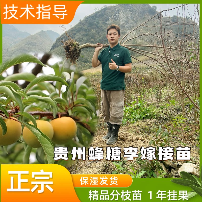 贵州六马正宗蜂糖李子树苗嫁接苗