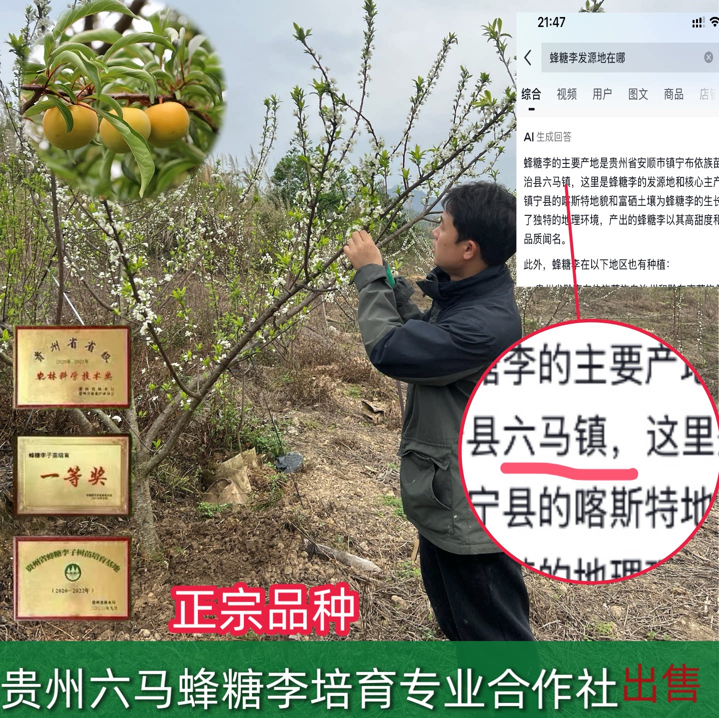 蜂糖李子苗树苗正品贵州六马蜂糖