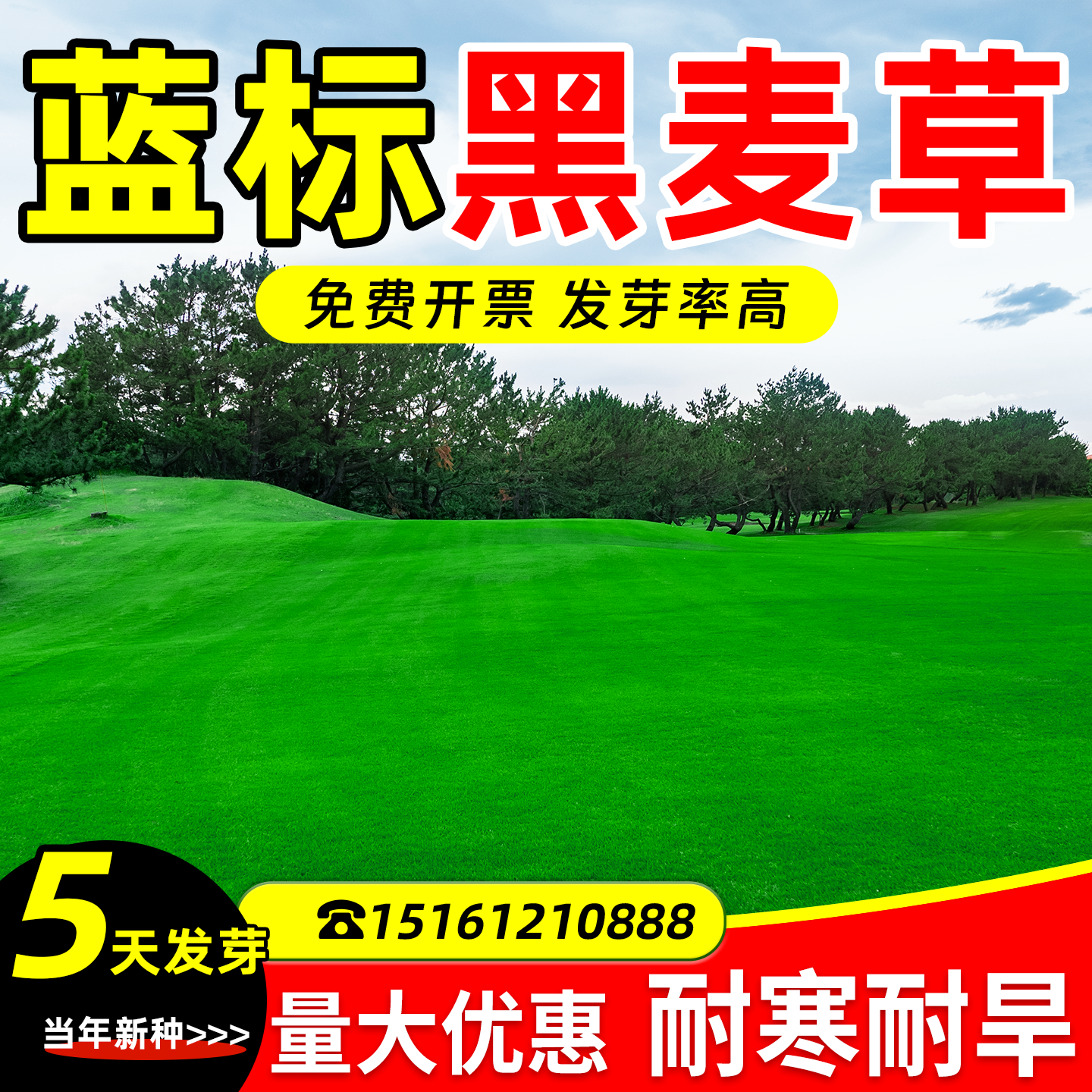 耐寒黑麦草草籽四季常绿