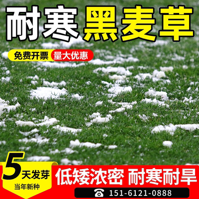 黑麦草四季常青发芽率95%以上