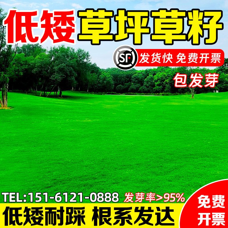 矮生免修剪四季常绿进口草坪草籽
