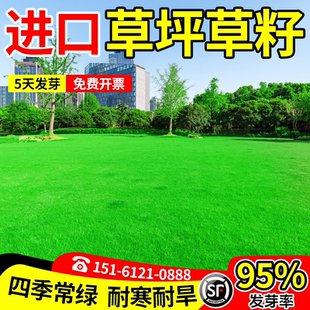 草坪草籽种子狗牙根四季常青庭院矮生地毯草黑麦护坡固土绿化耐寒