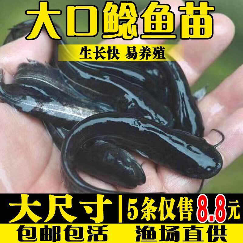 南方大口鲇鱼苗淡冷水培殖胡二须子鲇大型冷水鱼埃及鲇鱼土鲇鱼苗 - 实物图
