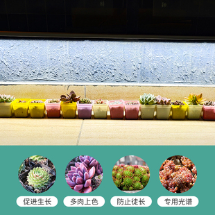 多肉补光灯ld生长灯家用全光谱上色防徒仿太阳光照桌面灯管