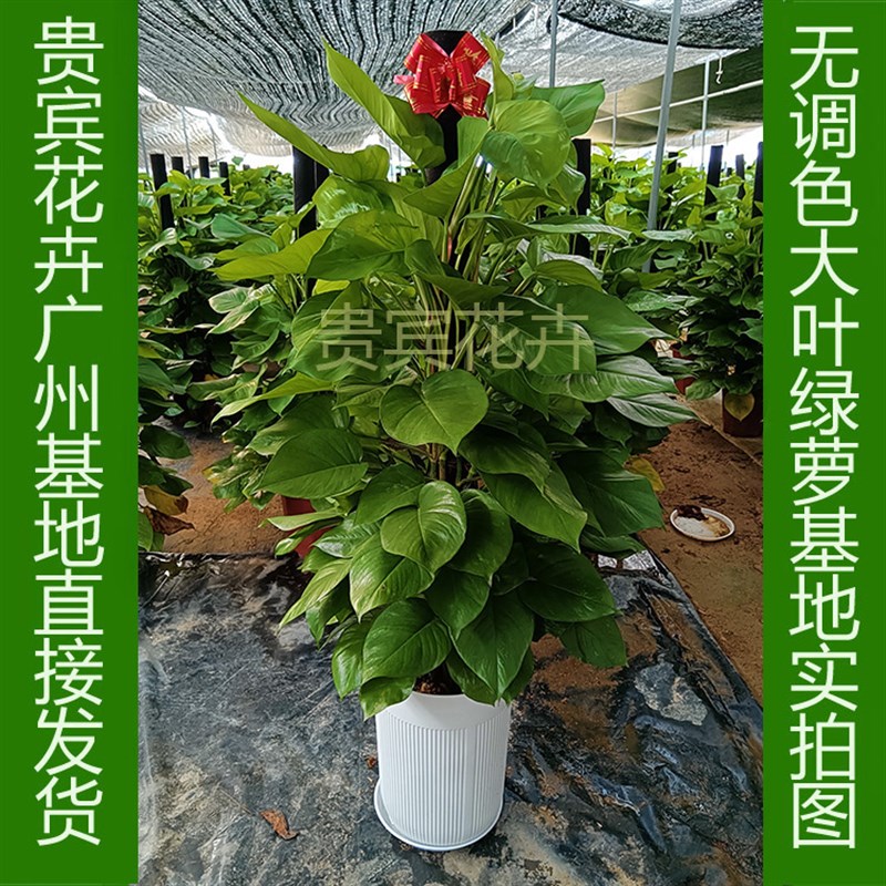 大叶绿萝柱懒人盆吸水盆大叶立柱绿萝室内盆栽新房开业送礼大绿植
