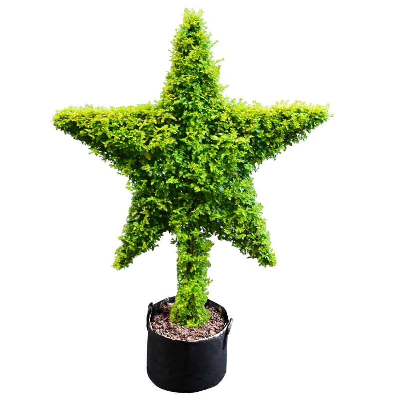 亮晶女贞球庭院园林别墅花境常绿造景植物棒棒糖花园造型盆景冬青