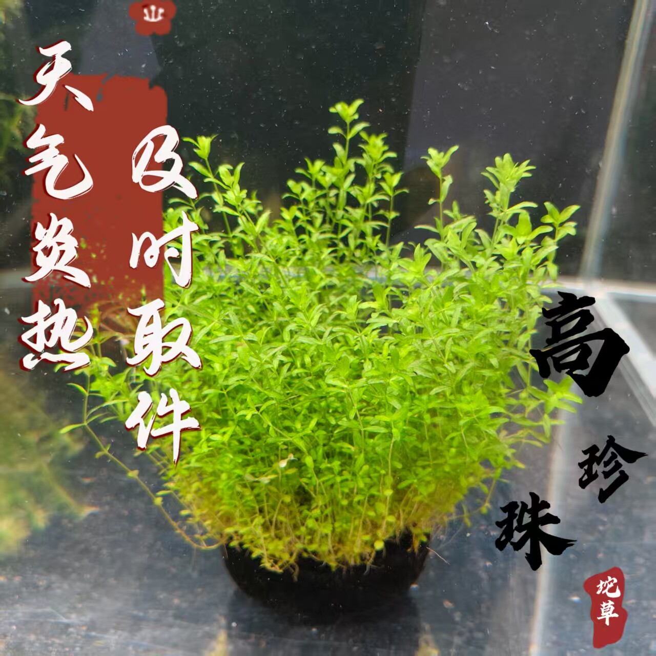 高珍珠水草坨草新手懒人好养免碳鱼缸造景水草阴性草净水增氧