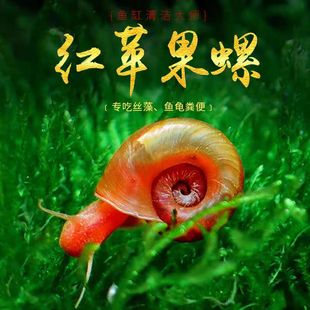全红苹果螺工具螺观赏螺除藻螺清洁鱼缸狗头鱼观赏龟活体饲料