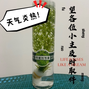 印度小竹节草植物净化水质