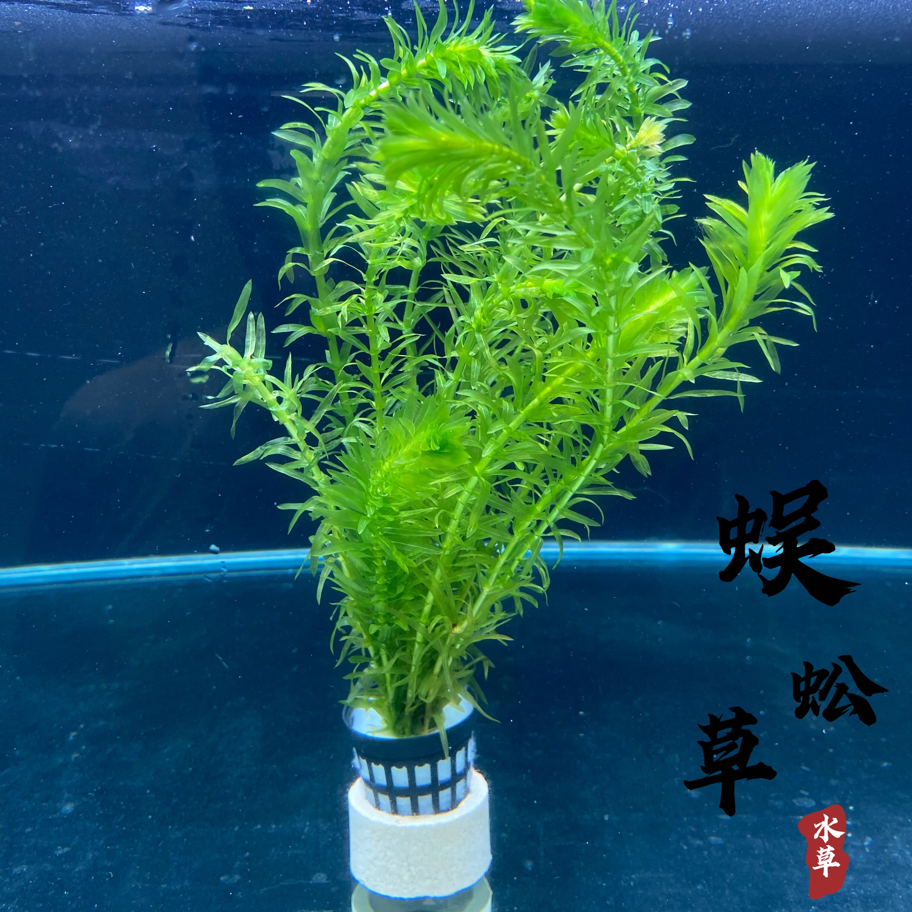 淡水水草蜈蚣草绿植物鱼缸装饰新手养植固定环真水草净化水质耐养