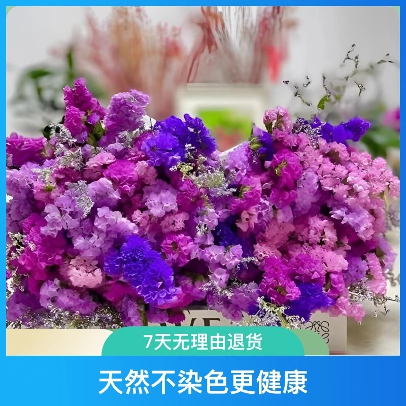 多色混搭勿忘我干花花束 新x房装饰居家摆件生日倒挂风干装饰点缀