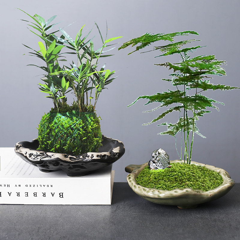 异形苔藓球小盆水培植物六月雪玫瑰盆赤楠袖珍椰子文竹蓬莱松菖蒲