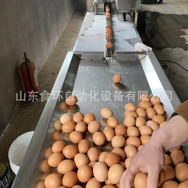 食环 新品研发 鸡蛋清洗机 全自动鸡蛋清洗流水线 鸭蛋清洗机