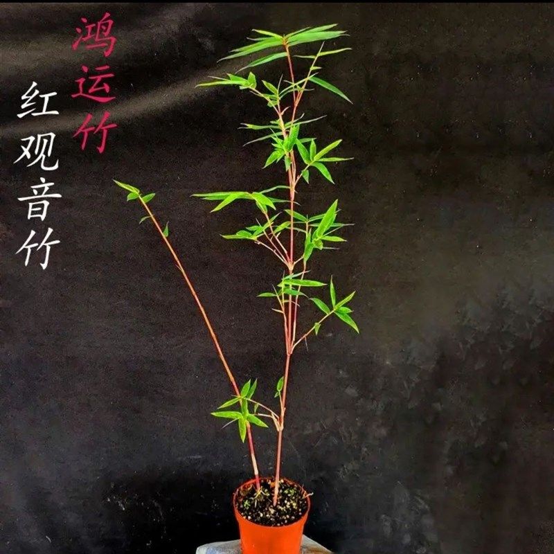 红竹盆栽红观音竹中国红竹子盆栽室内四季常青客厅桌面耐寒绿植,鲜花速递/花卉仿真/绿植园艺,洒水/浇水壶,淘宝优惠券,粉丝福利购,淘宝优惠卷