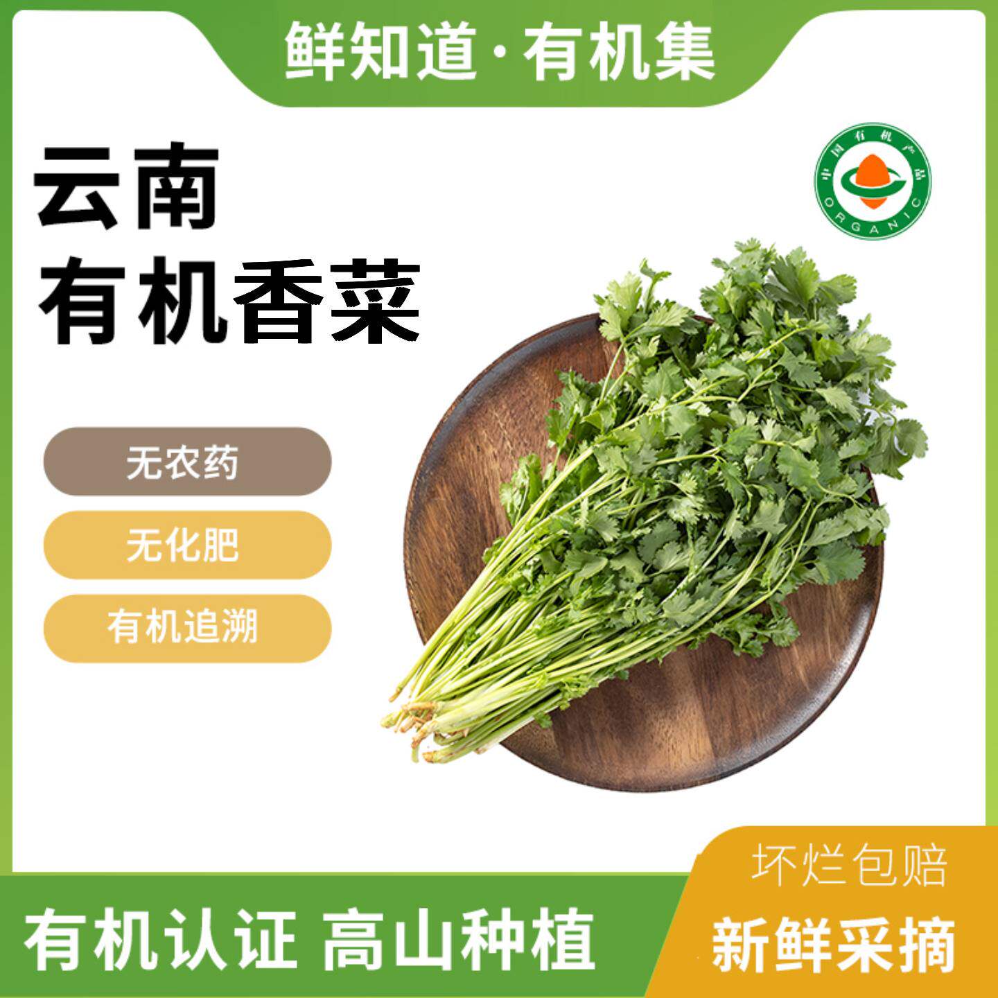云南有机香菜高原种植香味浓郁