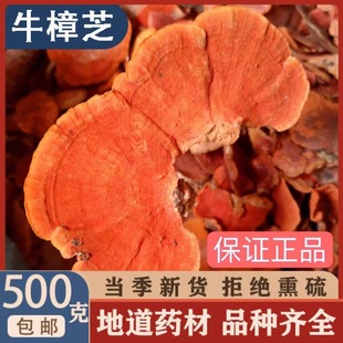 野生牛樟菇血红栓菌红栓菌红樟芝红云芝特级朱红台湾牛樟芝菌包