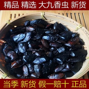 正品 精选九香虫新货中药材正宗云南打屁虫屁巴虫臭壳子虫磨粉