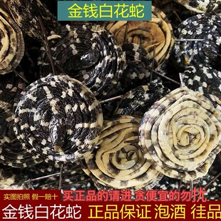 金钱白花蛇整条泡酒正品小白花蛇一条小水蛇打粉蕲蛇真品