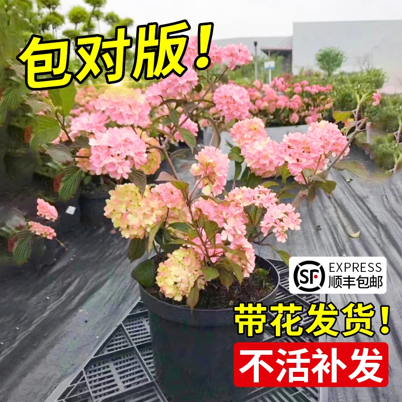 粉色中华木绣球花树苗木本绣球树大花斗球耐晒小苗子盆栽植物