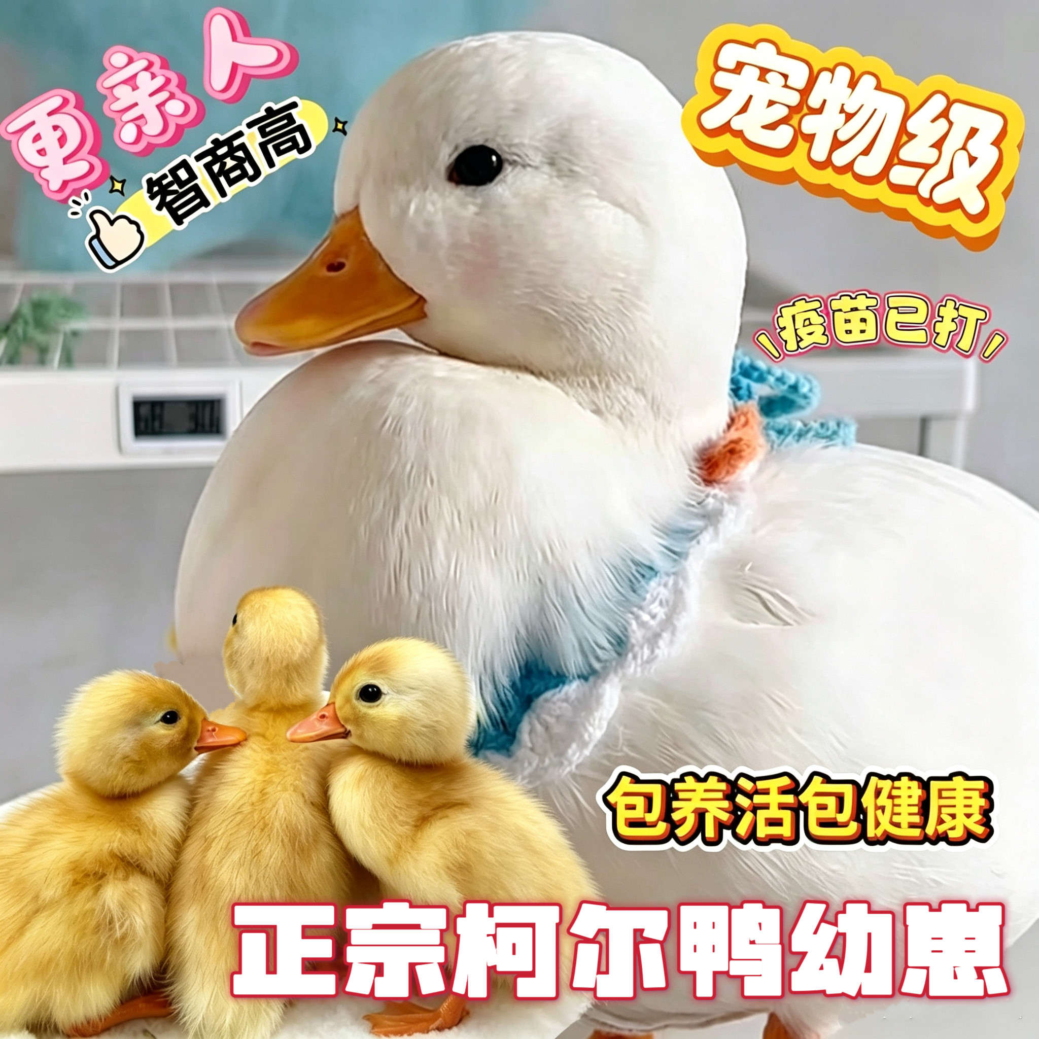 正宗S宠物柯尔鸭活苗小幼崽活体图片