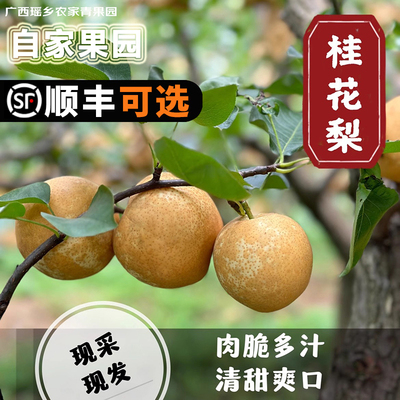 正宗广西桂花梨多汁脆甜化渣砂梨