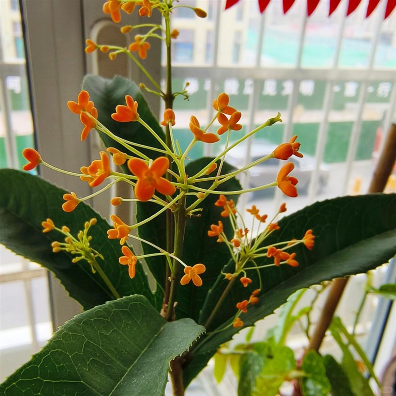 四季丹桂花盆景盆栽红天香绿植花卉四季开花阳台室内日香桂花月桂