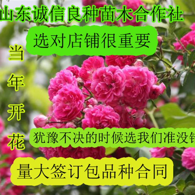 山东老王苗木 四季爬藤蔷薇花苗月季树苗庭院攀援室内开花卉盆栽