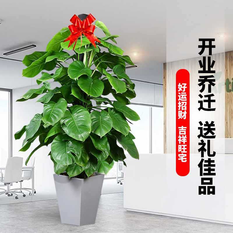 养活绿箩室内盆栽吸甲醛绿植好净化空气大叶绿萝客厅办公室柱大型